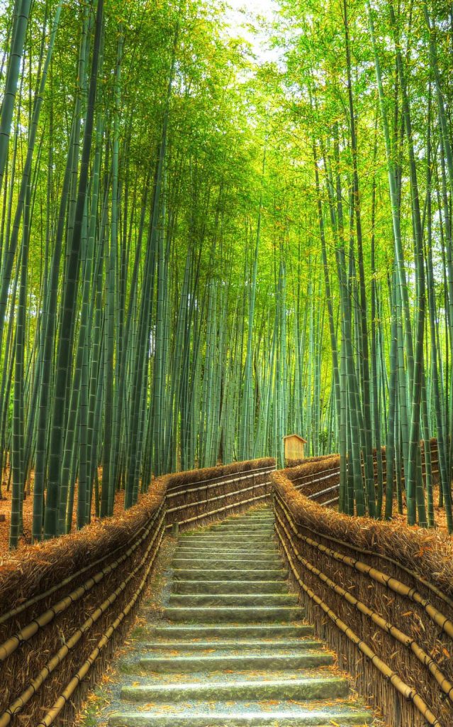 Бамбукова гора Арашияма, Япония